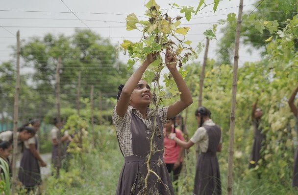 Tree planting